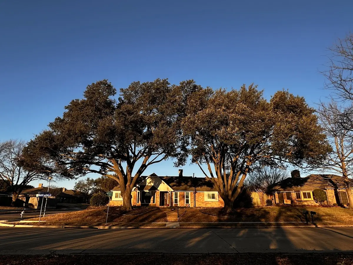 Established residential canopy tree shading a home in Fort Ogden